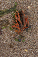 Clathria