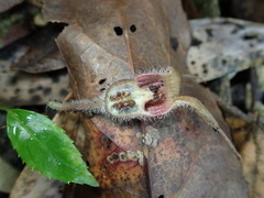 Asarum caudigerum