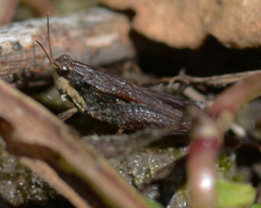 Tettigidea