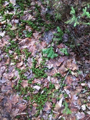 Polytrichum pallidisetum