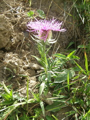 Centaurea uniflora