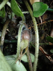 Asarum caudigerum