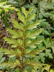 Asplenium praemorsum