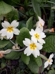 Primula vulgaris