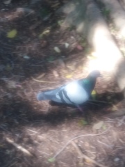 Columba livia