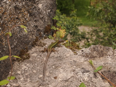 Darevskia rudis bischoffi