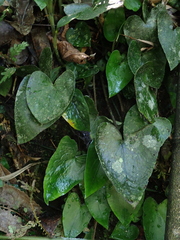 Asarum caudigerum