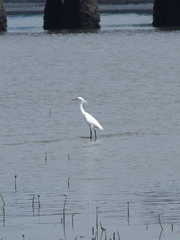 Egretta eulophotes