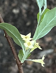 Korallen-Ölweide (Elaeagnus umbellata): Herkunft und Verwendung — Foto 3