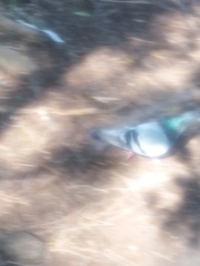 Columba livia