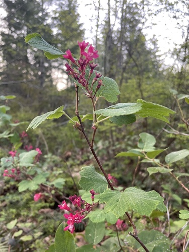 Ribes sanguineum