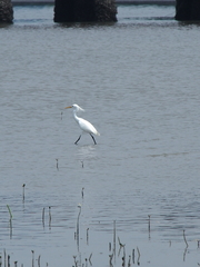 Egretta eulophotes