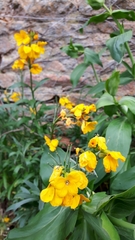 Erysimum × cheiri