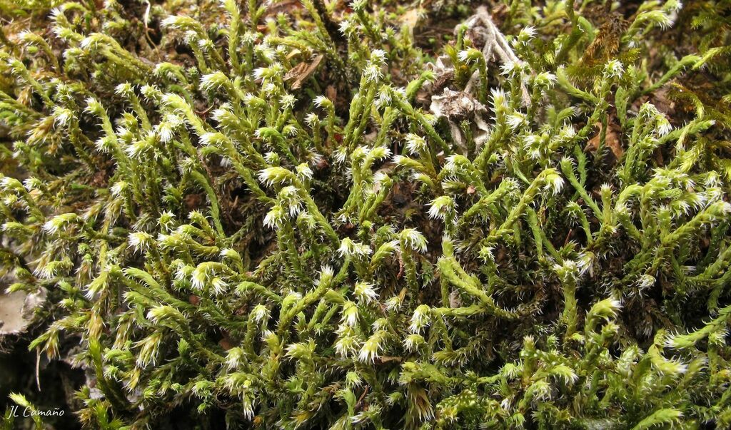 Hedwigia striata