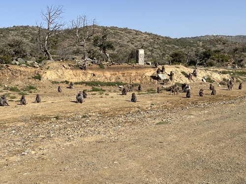 Hamadryas Baboon