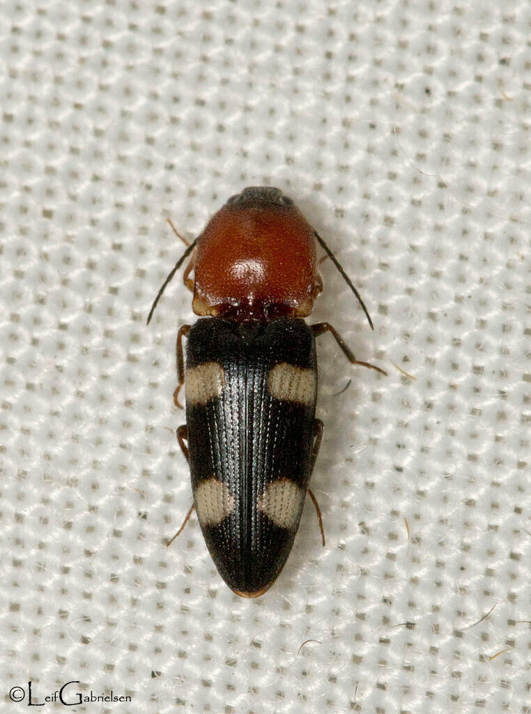 Cardiophorus bakeri