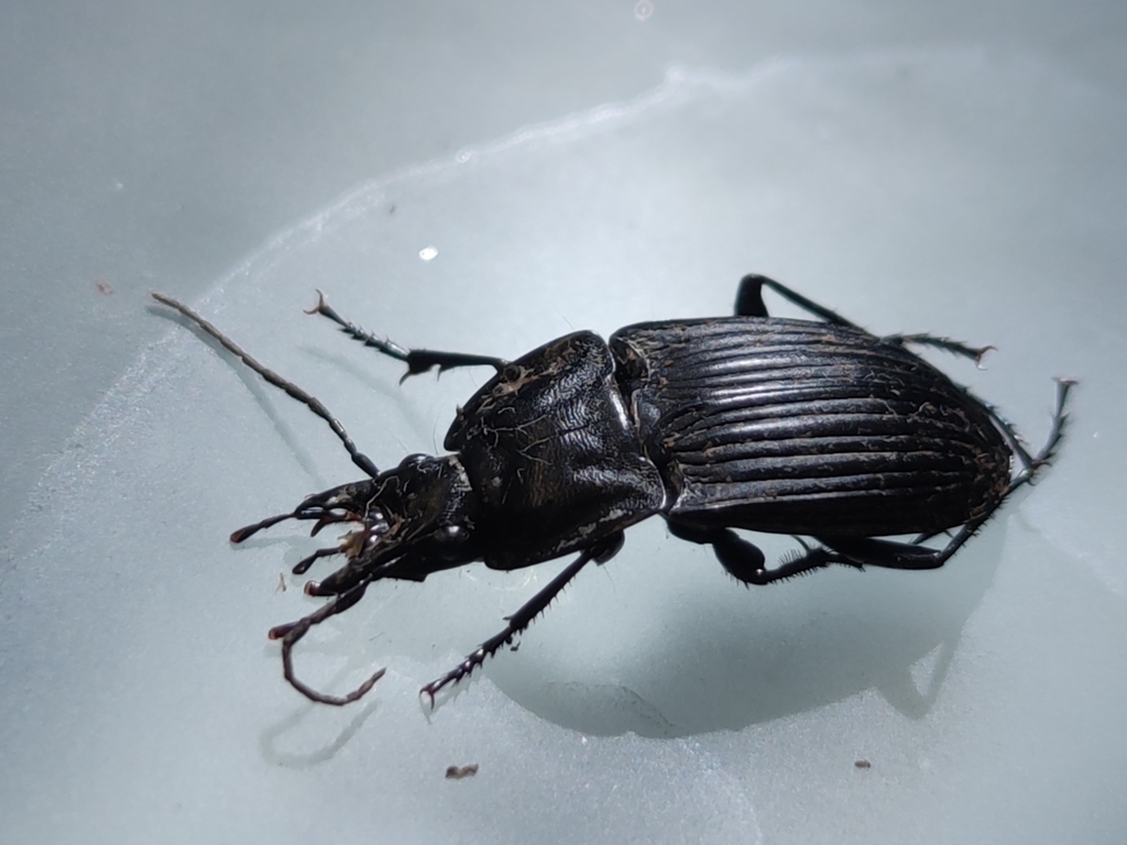 Dicaelus furvus