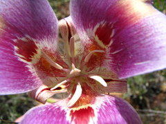 Calochortus venustus