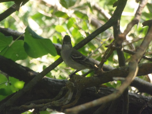 Olivaceous Elaenia (Elaenia mesoleuca), photo 3