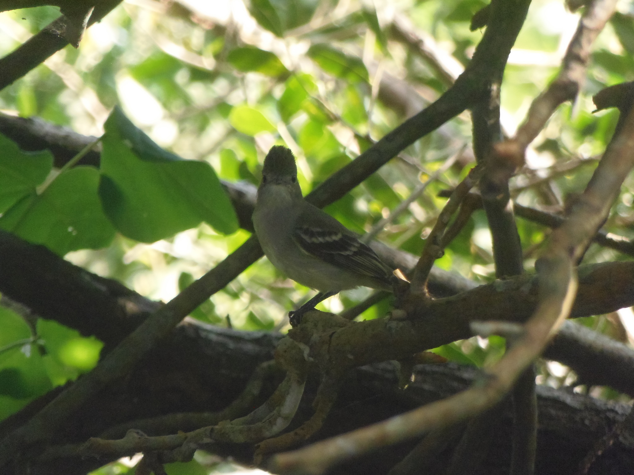 Olivaceous Elaenia (Elaenia mesoleuca), photo 2