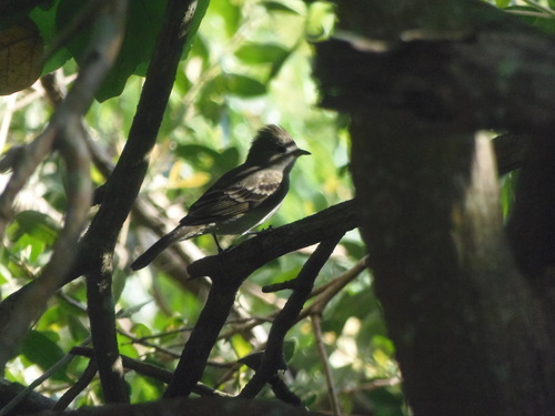 Olivaceous Elaenia (Elaenia mesoleuca)