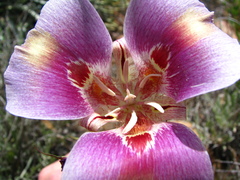 Calochortus venustus