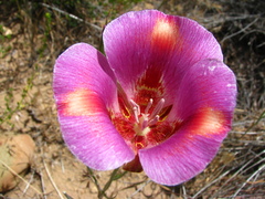 Calochortus venustus