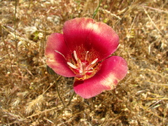 Calochortus venustus