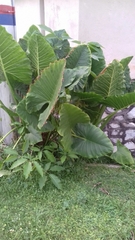 Alocasia macrorrhizos