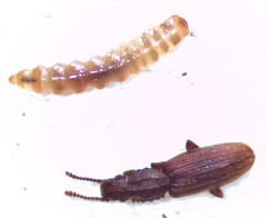 Oryzaephilus surinamensis