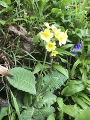 Primula × polyantha
