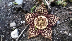 Orbea variegata