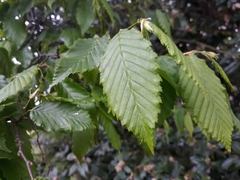 Carpinus betulus