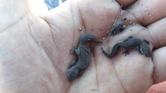 Pachydactylus geitje