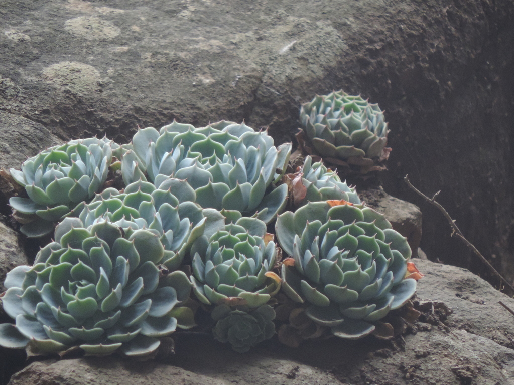Echeveria minima, Huasca de Ocampo, MX-HI, MX