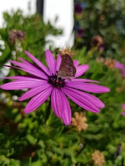 Leptotes trigemmatus