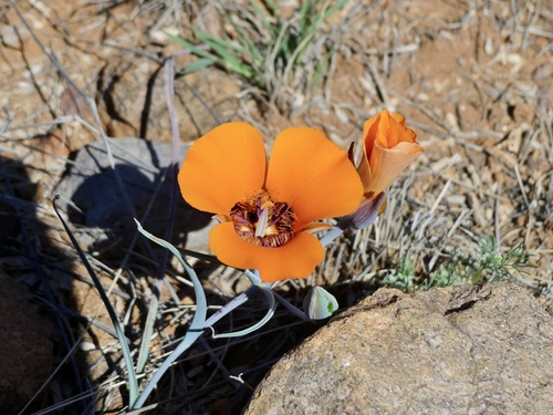 Desert mariposa lily (Calochortus kennedyi)