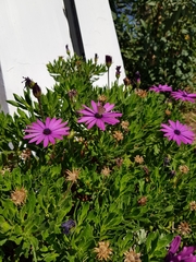 Leptotes trigemmatus