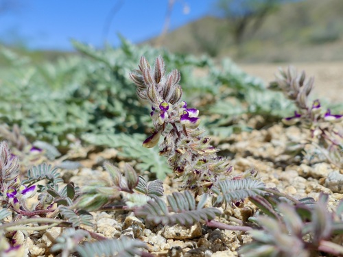 Image of Marina calycosa by (c) Sue Carnahan, some rights reserved (CC BY)