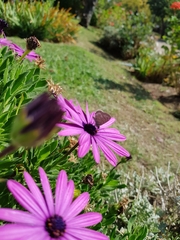 Leptotes trigemmatus