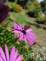 Leptotes trigemmatus