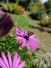 Leptotes trigemmatus