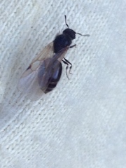 Meranoplus peringueyi