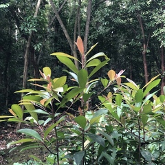 Ardisia squamulosa
