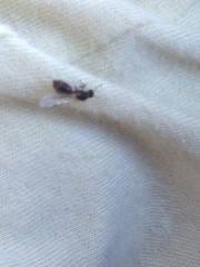 Meranoplus peringueyi