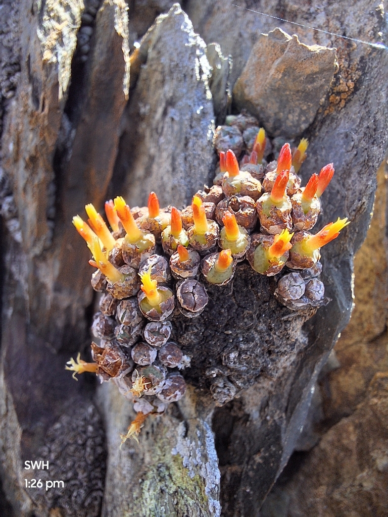 Conophytum joubertii
