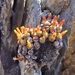 Conophytum joubertii - Photo 由 stephen hardcastle 所上傳的 (c) stephen hardcastle，保留部份權利CC BY-NC