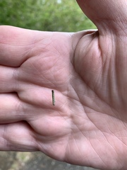 Lepidoptera