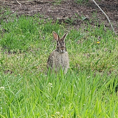 Eastern Cottontail photographed in Illinois