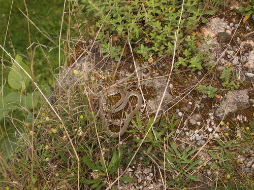 Platyceps najadum